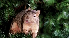 National Lampoons Christmas Vacation GIF